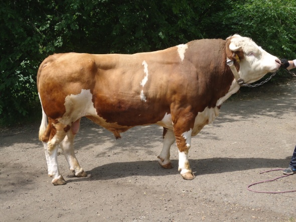 ХВАТ 49109 АЛС-2250